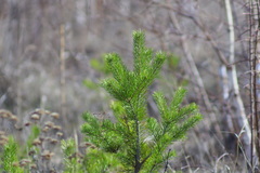 Pinus sylvestris