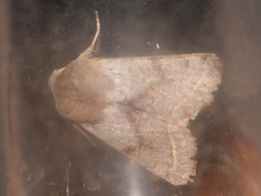 Orthosia opima