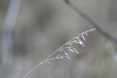 Bromus inermis