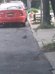 Sciurus carolinensis