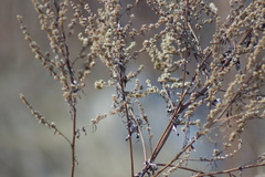 Artemisia vulgaris