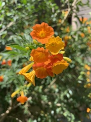 Streptosolen