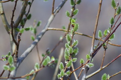 Salix