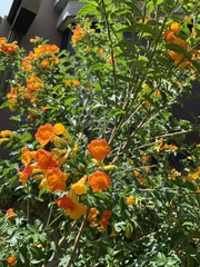 Streptosolen