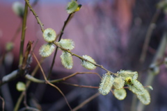 Salix caprea