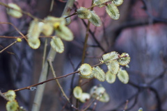 Salix caprea