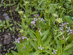 Chorispora tenella