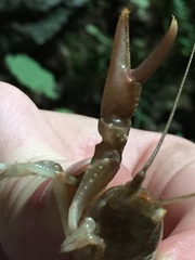 Cambarus tenebrosus