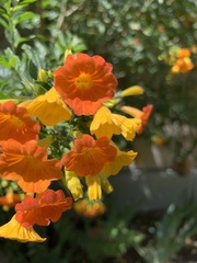 Streptosolen