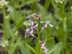 Chorispora tenella