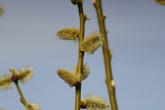 Salix