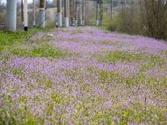 Chorispora tenella