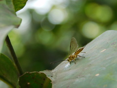 Theronia