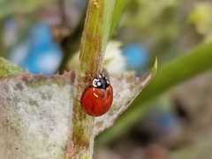 Cycloneda sanguinea