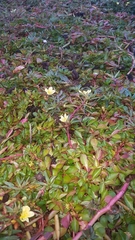 Ludwigia adscendens