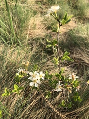 Prunus fruticosa