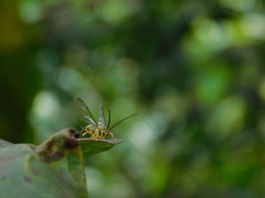 Theronia