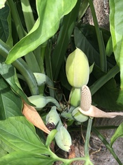 Liliopsida