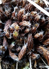 Selaginella densa