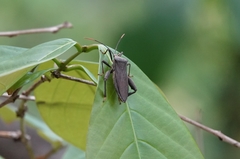 Pseudomictis distinctus