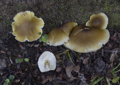 Tricholoma viridiolivaceum