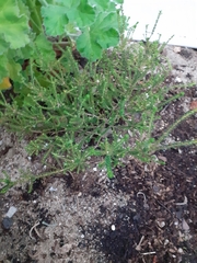 Agathosma cerefolium