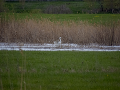 Ardea alba