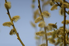 Salix