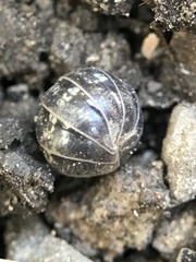 Armadillidium vulgare