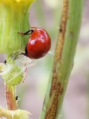 Cycloneda sanguinea