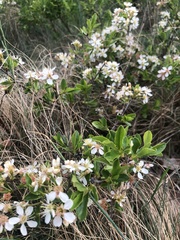 Prunus fruticosa