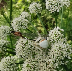 Misumena vatia