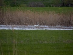 Ardea alba