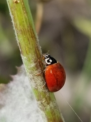 Cycloneda sanguinea