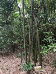 Bambusa oldhamii