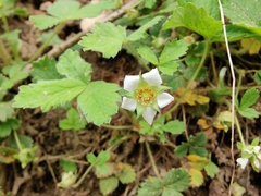 Potentilla sterilis