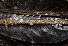 Favolaschia cyatheae