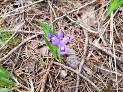 Iris lacustris