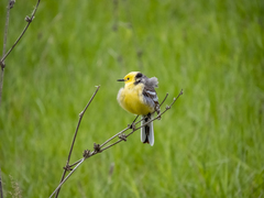 Motacilla citreola
