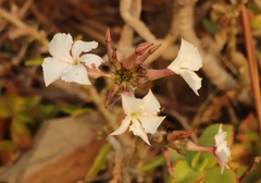 Pachypodium saundersii
