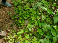 Phlox stolonifera