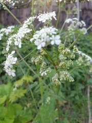 Anthriscus sylvestris