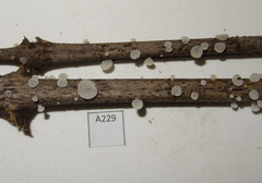 Favolaschia cyatheae