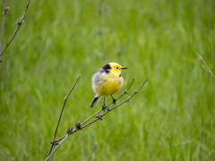 Motacilla citreola