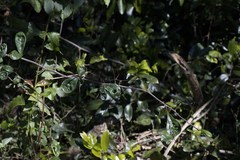 Putterlickia verrucosa