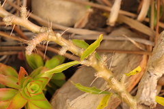 Pachypodium saundersii