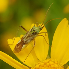 Reuterista instabilis