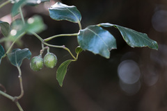 Rhoicissus rhomboidea