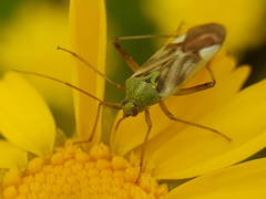 Reuterista instabilis