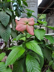 Mussaenda philippica